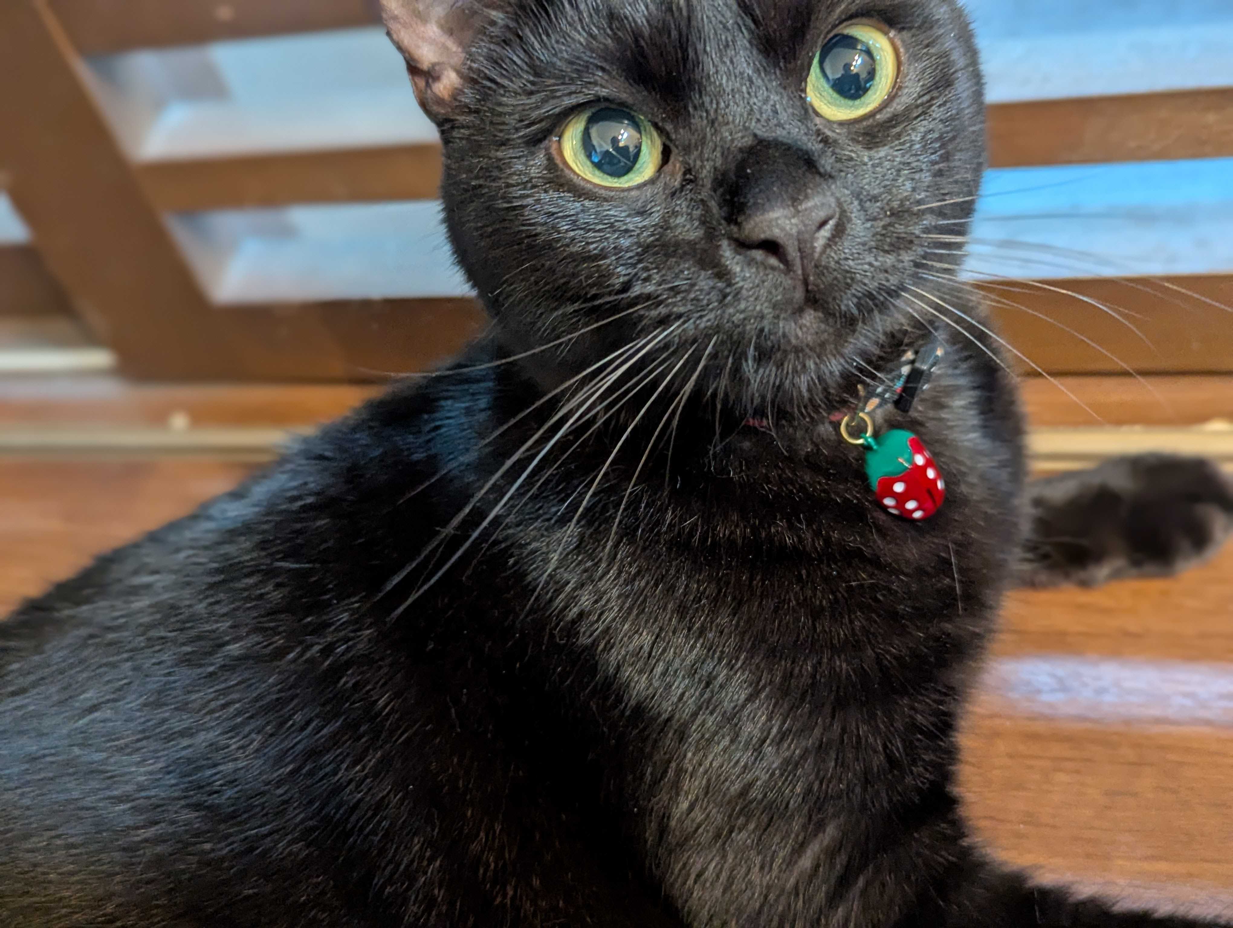 this is cat
